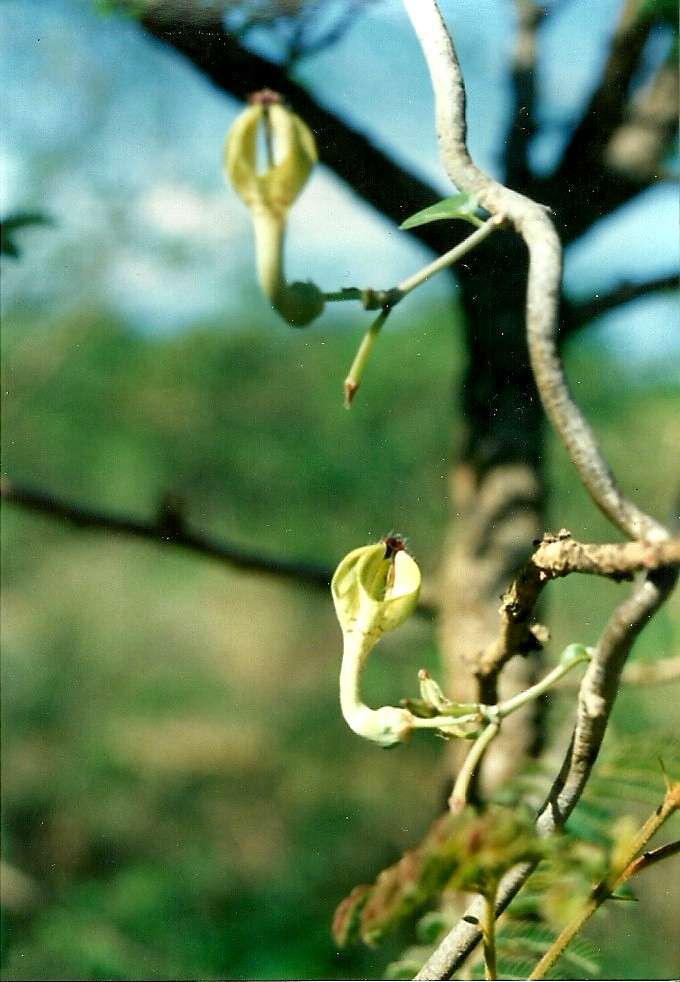 Imagem de Ceropegia distincta N. E. Br.