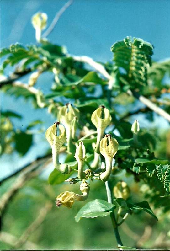 Imagem de Ceropegia distincta N. E. Br.