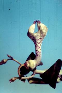 Image de Ceropegia distincta N. E. Br.