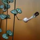 Image of Necklace vine
