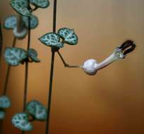 Image of Ceropegia collaricorona Werderm.