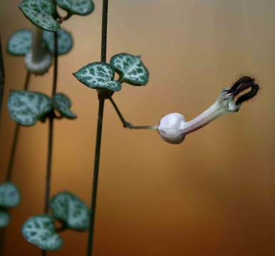 صورة Ceropegia collaricorona Werderm.