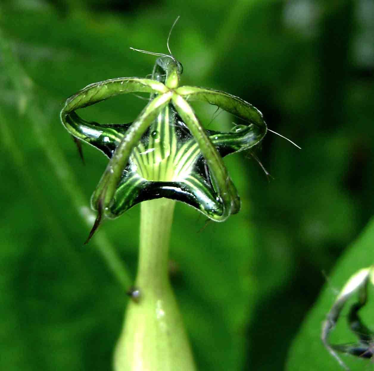 Image of Ceropegia meyeri Decne.