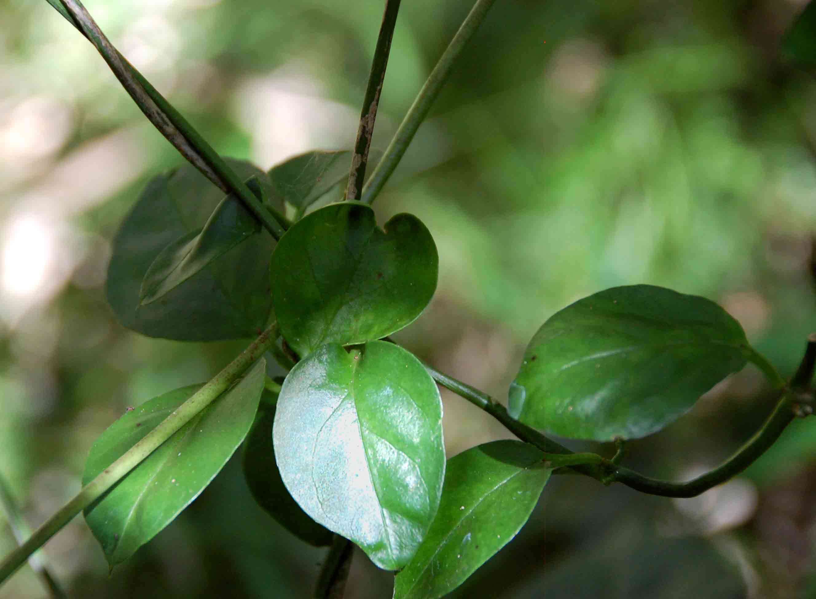 Image de Ceropegia nilotica Kotschy