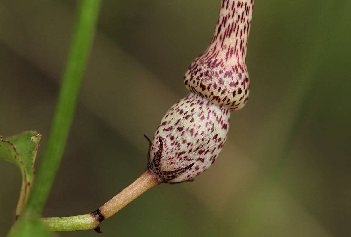 Image de Ceropegia nilotica Kotschy