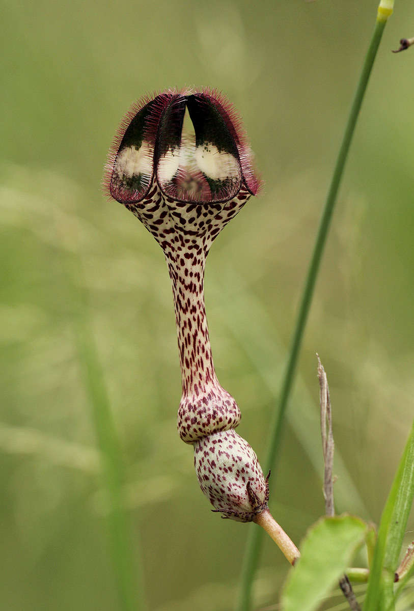 Image de Ceropegia nilotica Kotschy