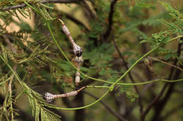 Image de Ceropegia nilotica Kotschy