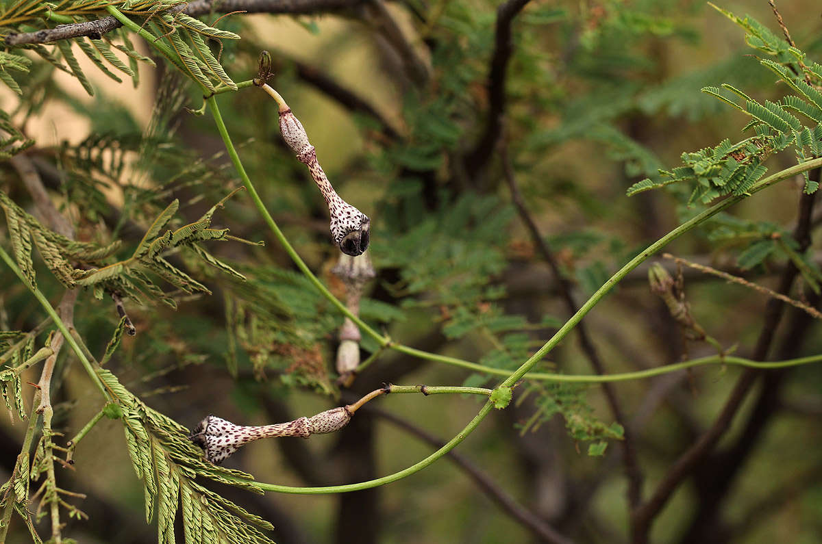 Image de Ceropegia nilotica Kotschy