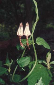 Image de Ceropegia nilotica Kotschy