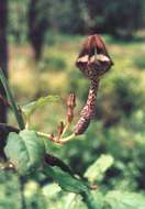 Image de Ceropegia nilotica Kotschy