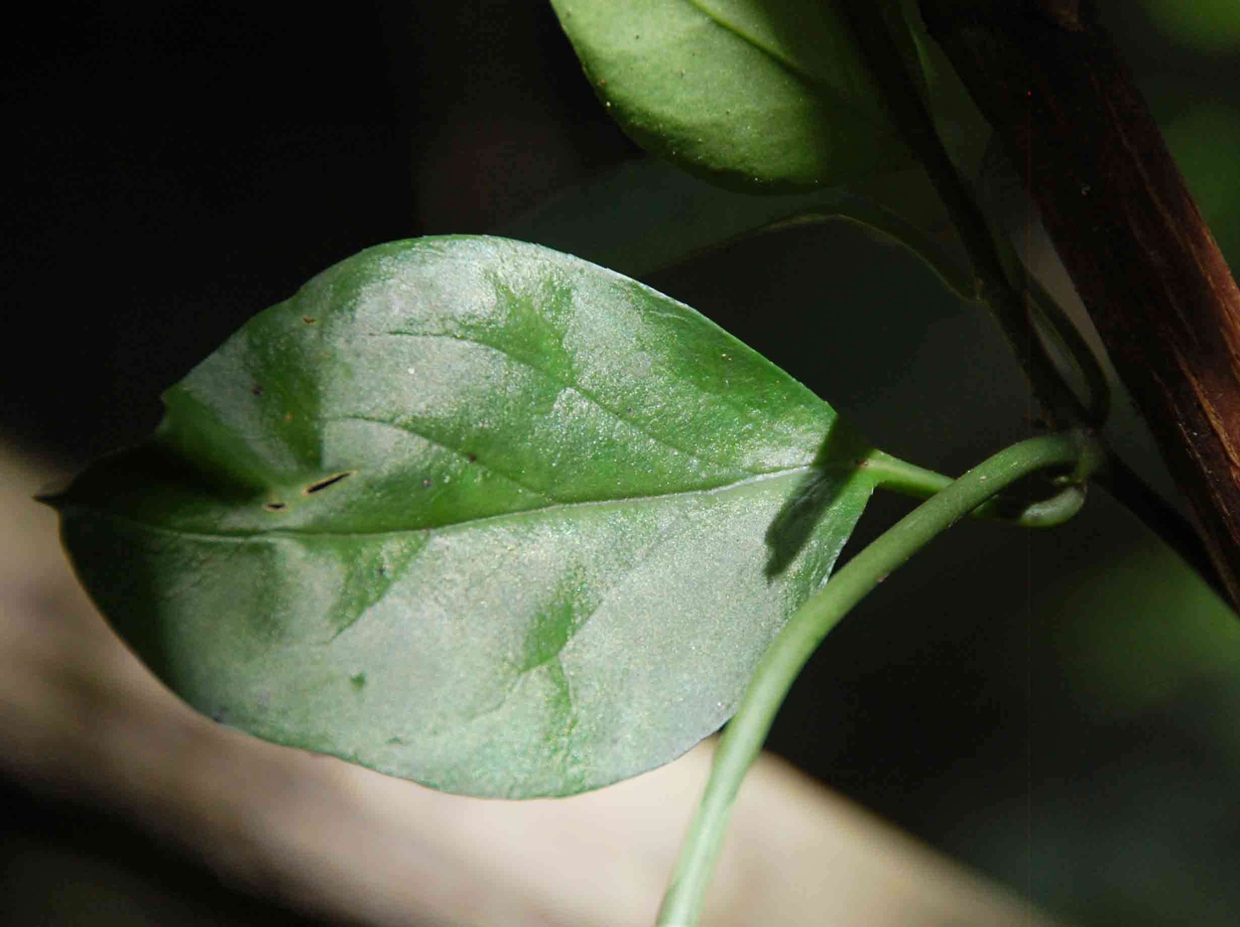 Image de Ceropegia nilotica Kotschy