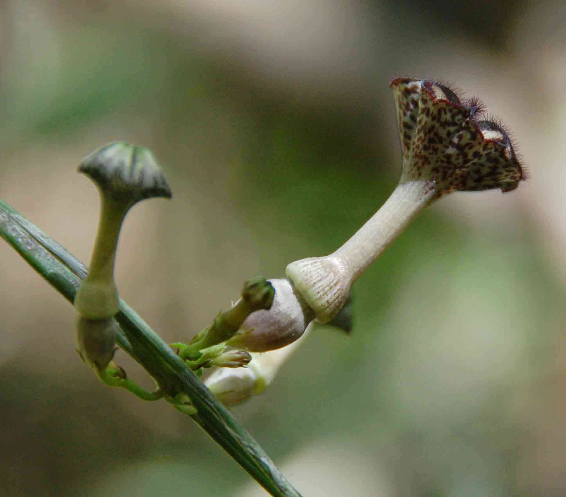 Image de Ceropegia nilotica Kotschy