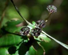 Image de Ceropegia nilotica Kotschy