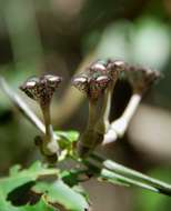 Image de Ceropegia nilotica Kotschy