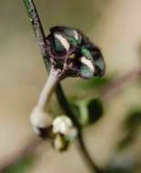 Image de Ceropegia nilotica Kotschy