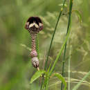 Image of Nile ceropegia