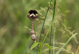 Image de Ceropegia nilotica Kotschy