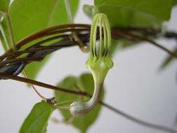 Image de Ceropegia purpurascens K. Schum.