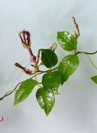 Image de Ceropegia purpurascens K. Schum.