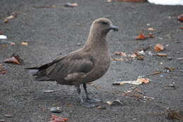 Image of Brown Skua