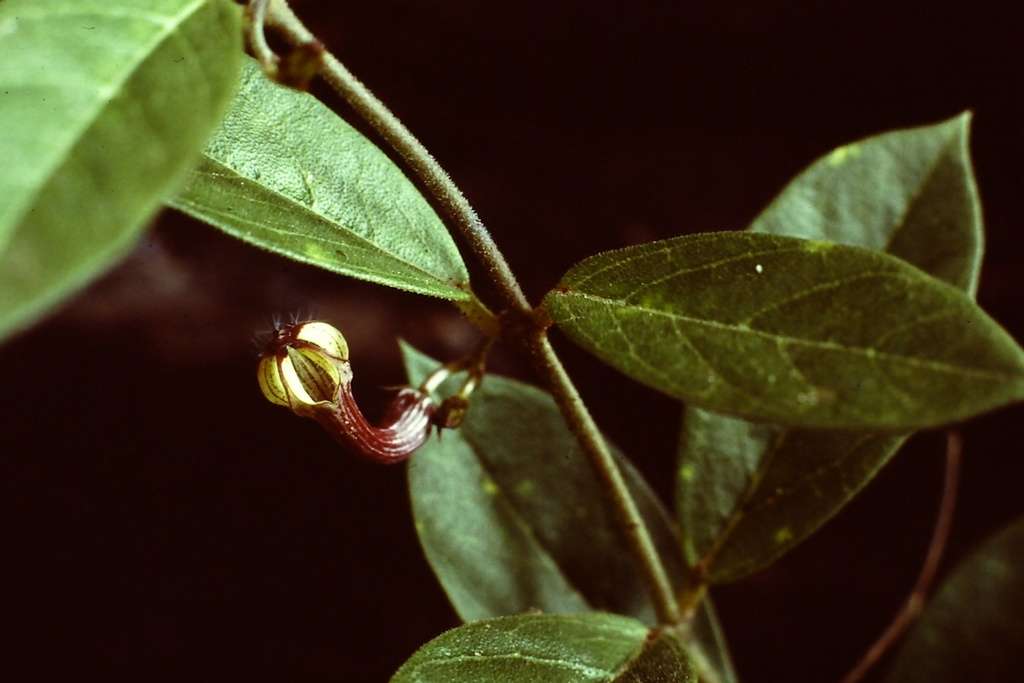 Sivun Ceropegia carnosa E. Mey. kuva