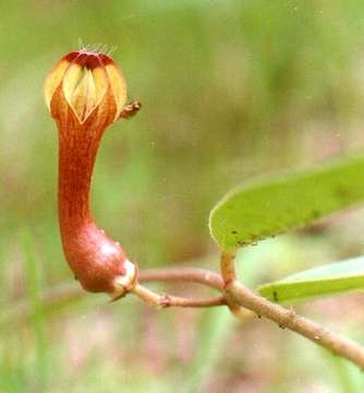 Image of Ceropegia carnosa E. Mey.