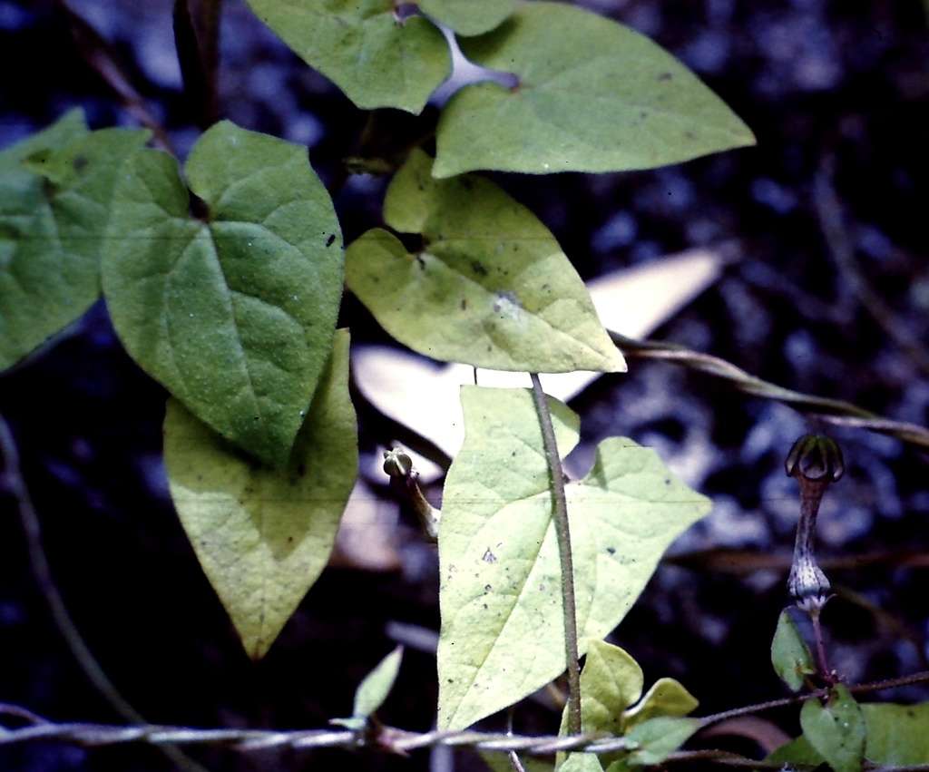 Imagem de Ceropegia sobolifera N. E. Br.