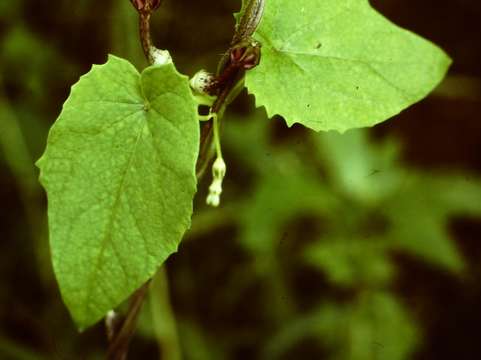 Imagem de Ceropegia sobolifera N. E. Br.