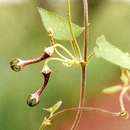 Imagem de Ceropegia sobolifera N. E. Br.