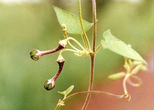 Image of Ceropegia sobolifera N. E. Br.