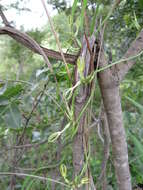 Image of Ceropegia stenantha K. Schum.