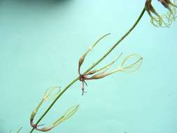 Image of Ceropegia stenantha K. Schum.