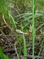 Image of Ceropegia stenantha K. Schum.