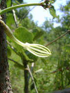 Image of Ceropegia stenantha K. Schum.