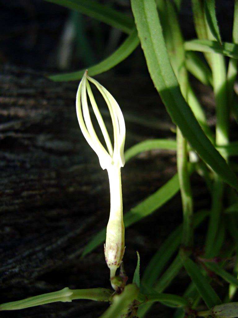 Image of Ceropegia stenantha K. Schum.