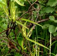 Image of Ceropegia stenantha K. Schum.