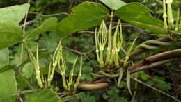 Image of Ceropegia stenantha K. Schum.