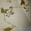 Image de Riocreuxia picta Schltr.