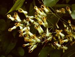 Image of Riocreuxia polyantha Schltr.