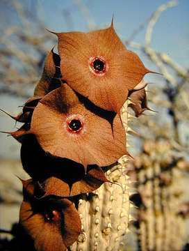 Image of Ceropegia currorii (Hook.) Bruyns