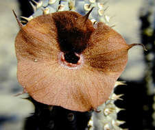Image of Ceropegia currorii (Hook.) Bruyns