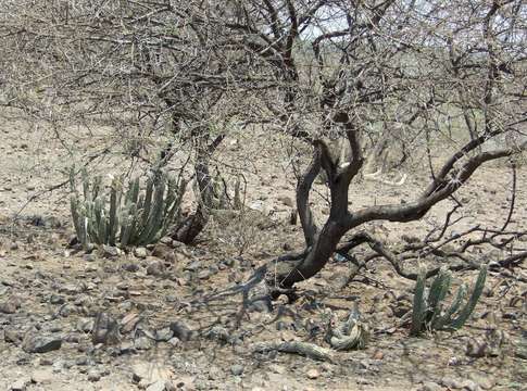 Image of Ceropegia currorii (Hook.) Bruyns