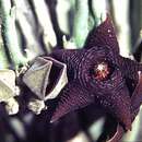 Image of Ceropegia longipedicellata (A. Berger) Bruyns