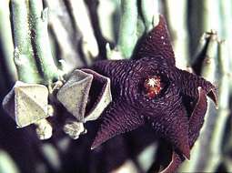 Image of Ceropegia longipedicellata (A. Berger) Bruyns