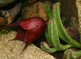 Image de Ceropegia leendertziae (N. E. Br.) Bruyns