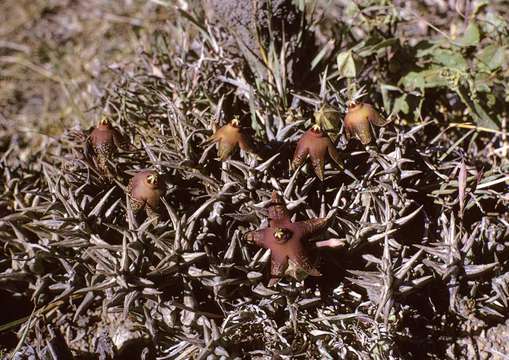 Image of <i>Orbea umbracula</i> (M. D. Hend.) L. C. Leach