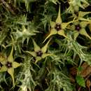 Image of Ceropegia caudata subsp. rhodesiaca (L. C. Leach) Bruyns