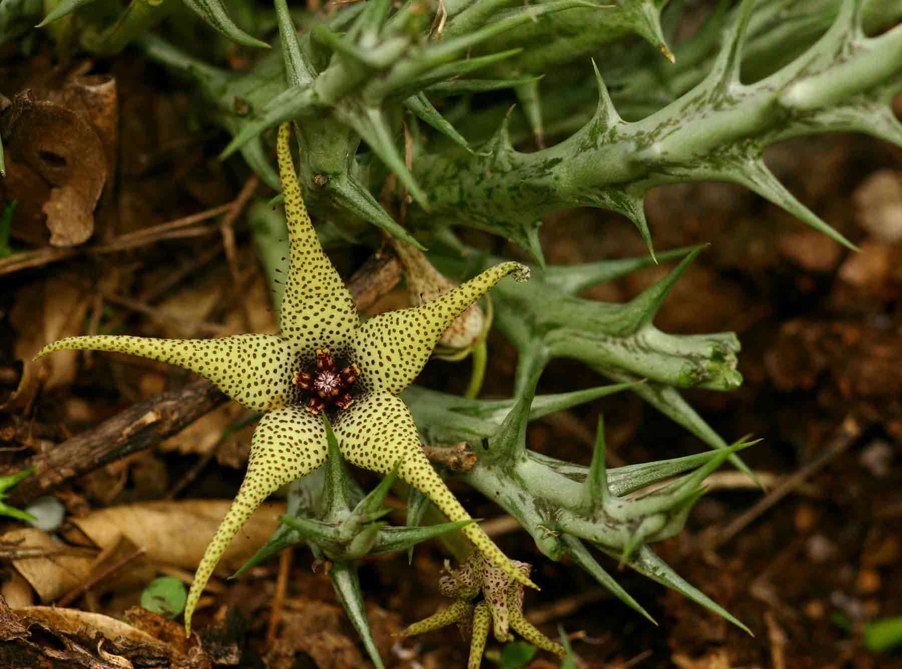 Image of Ceropegia caudata (N. E. Br.) Bruyns