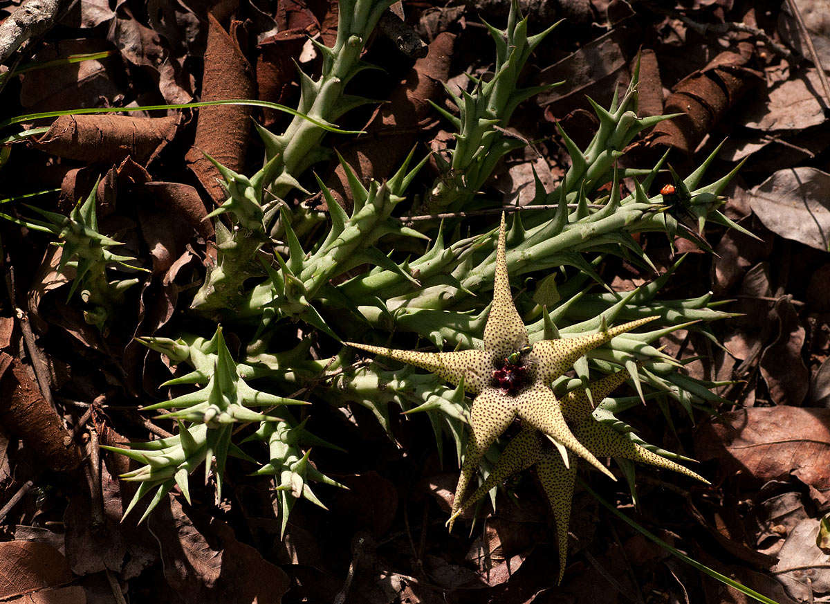 Image of Ceropegia caudata (N. E. Br.) Bruyns