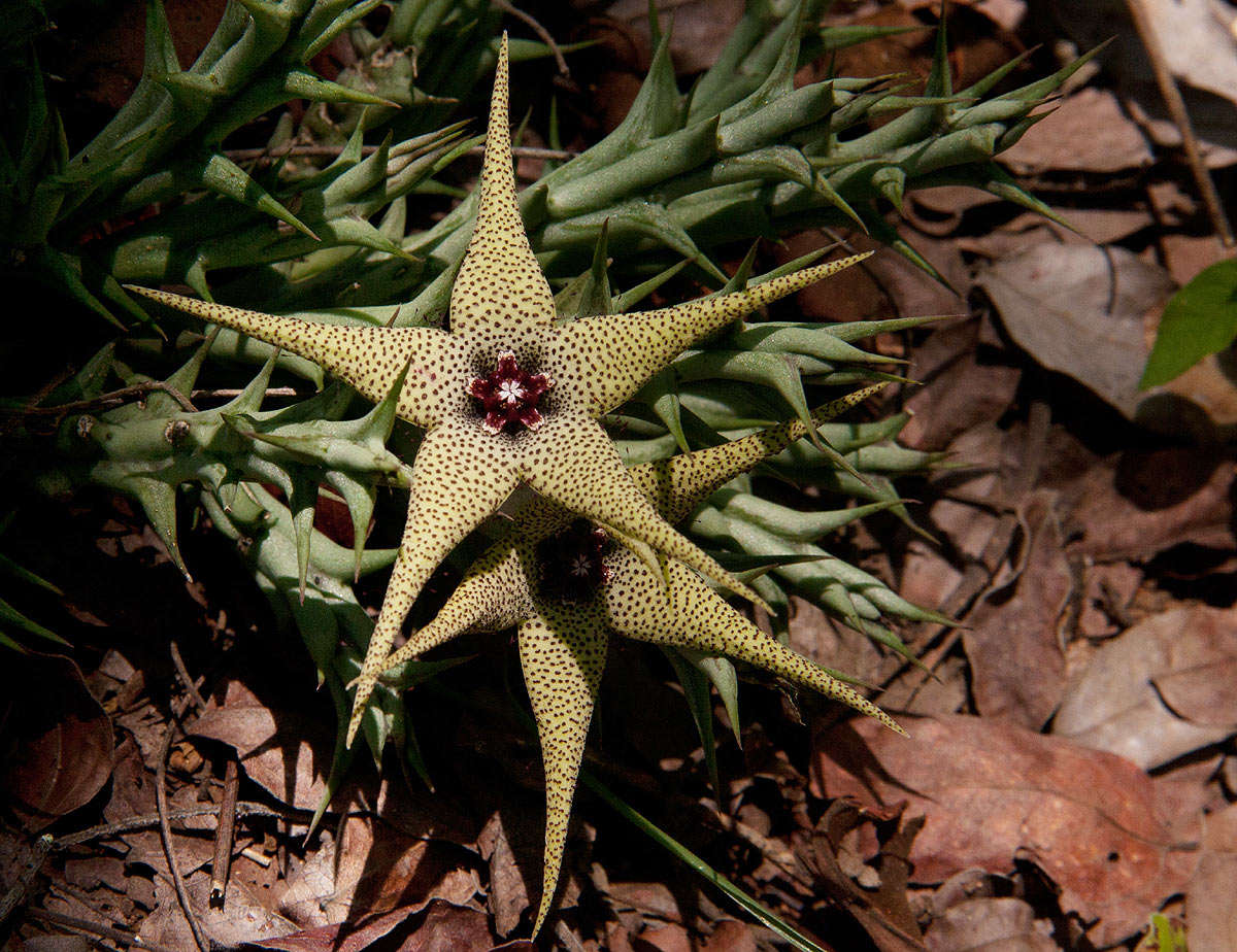 Image of Ceropegia caudata (N. E. Br.) Bruyns